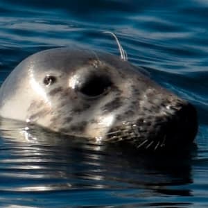 Seal swimming used for AI identification